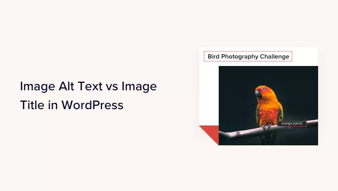 WordPress中的图像替代文本与图像标题–有什么区别？-易模板